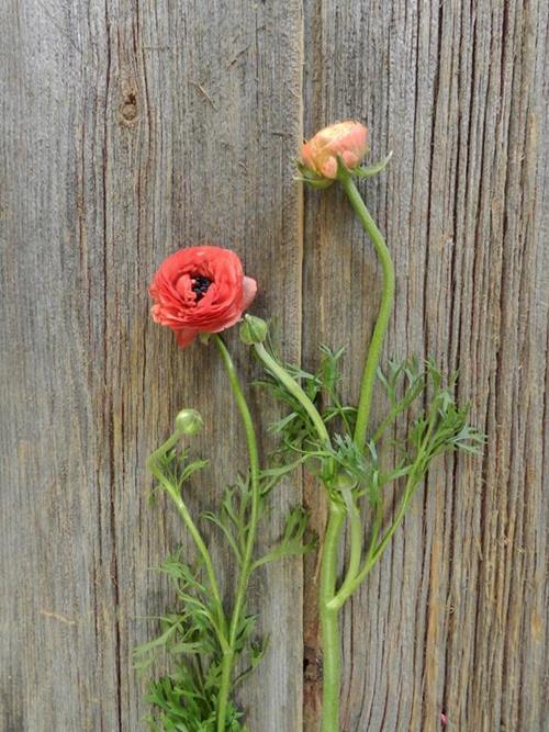 SALMON RANUNCULUS